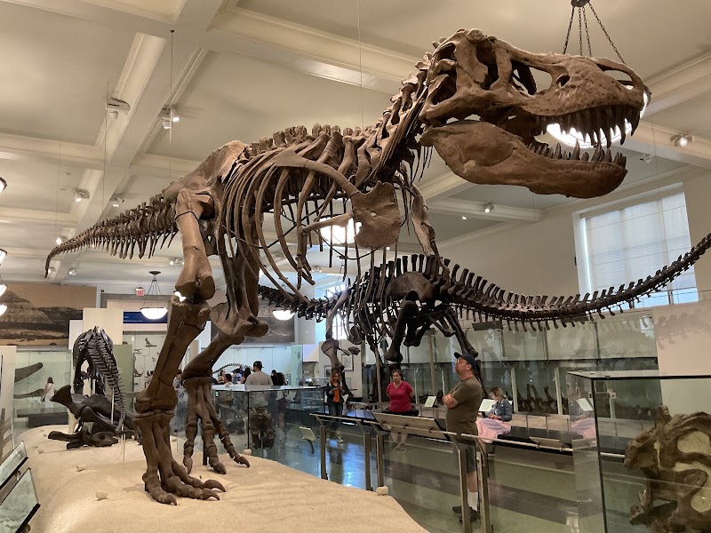 American Museum of Natural History / NYC