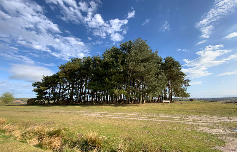 Ashdown Forest / East Sussex