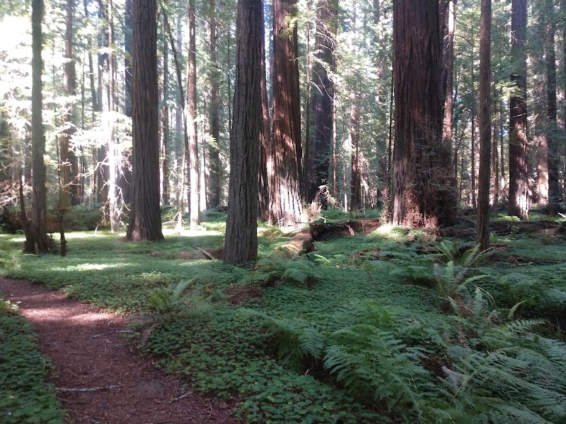 Avenue of the Giants / California