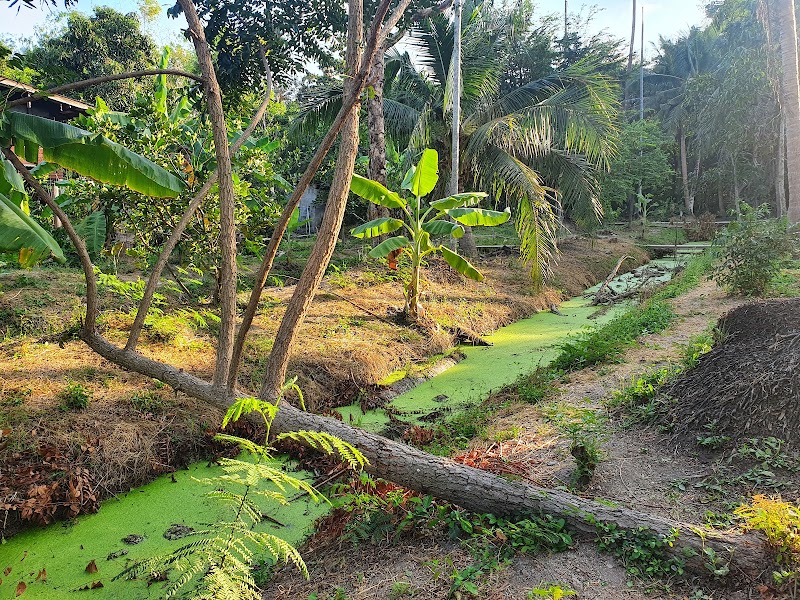Bang Krachao / Bangkok Place mentioned in saved reels
