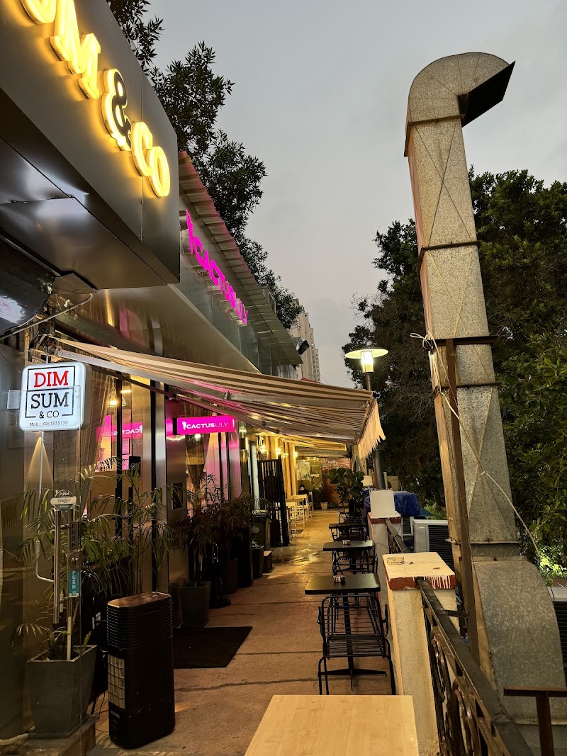 Cactus Lily / Gurugram