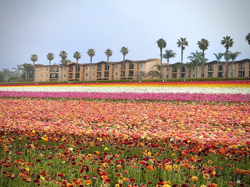Carlsbad Flower Fields Place mentioned in saved reels
