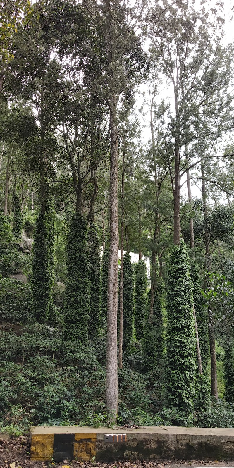 Cauvery Peak / Yercaud