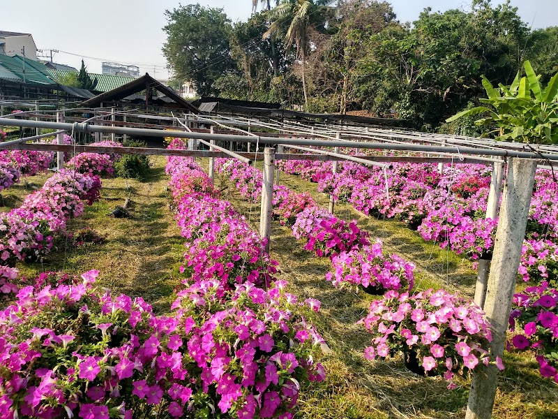 Chang Phueak / Chiang Mai