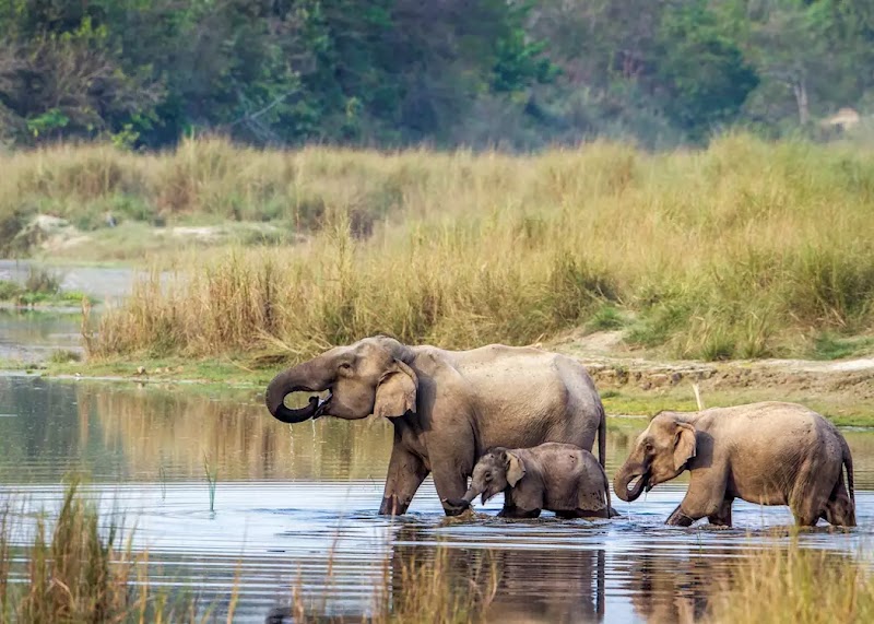 Chitwan National Park / Nepal