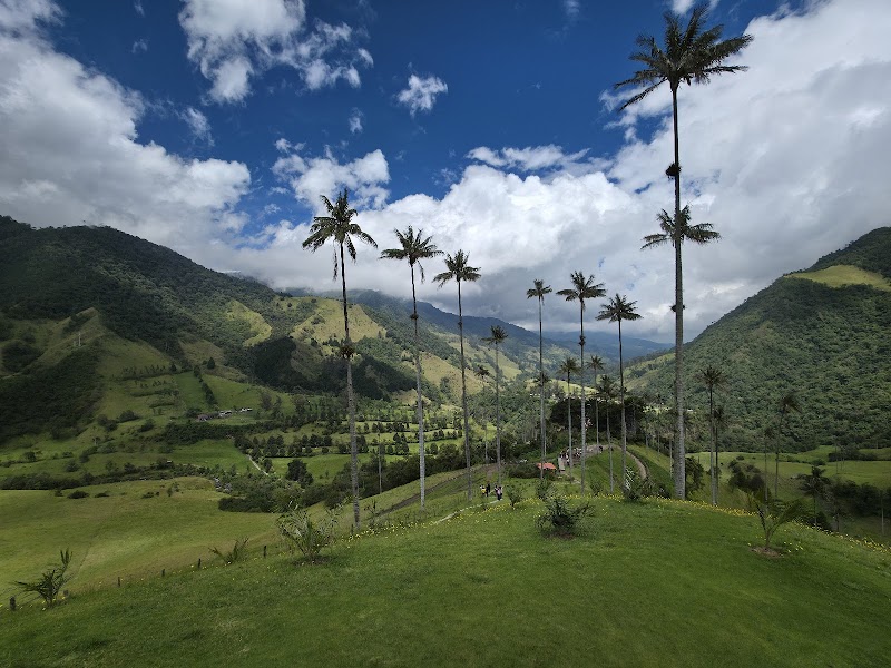 Cocora Valley / Colombia