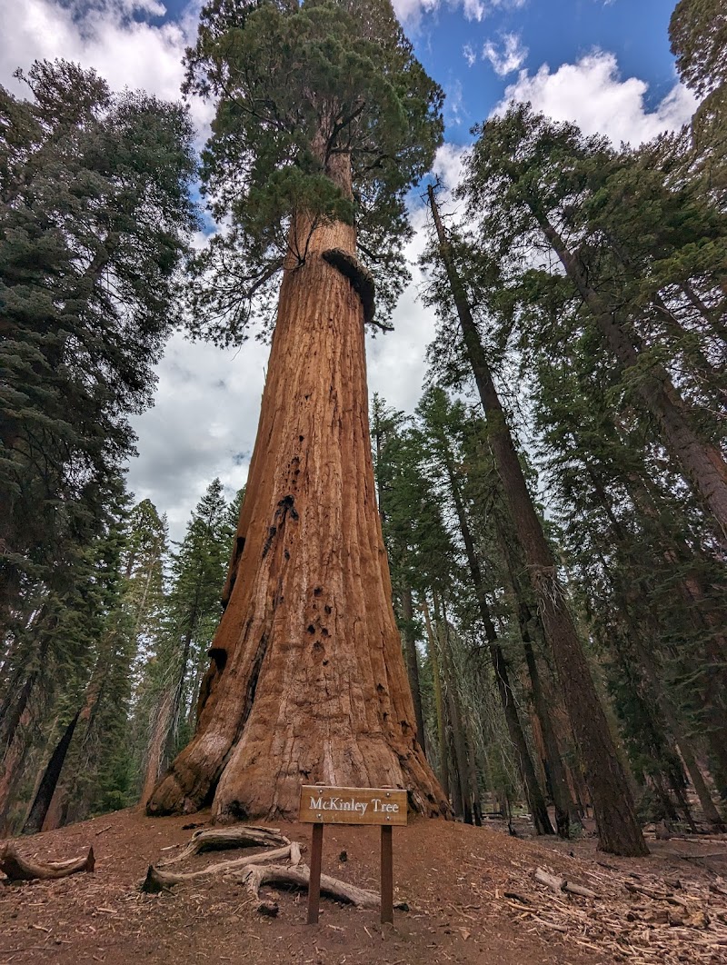 Congress Trail / Sequoia National Park