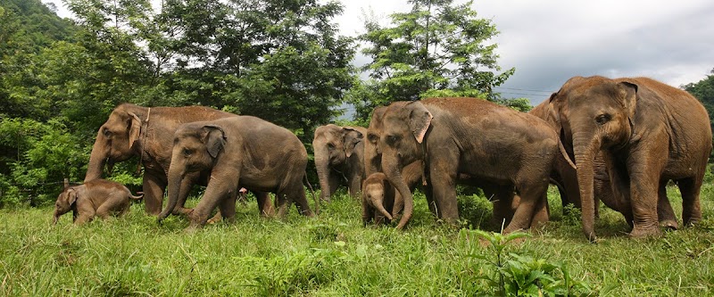 Elephant Nature Park / Chiang Mai Place mentioned in saved reels