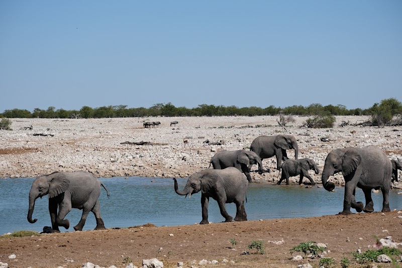 Etosha / Namibia