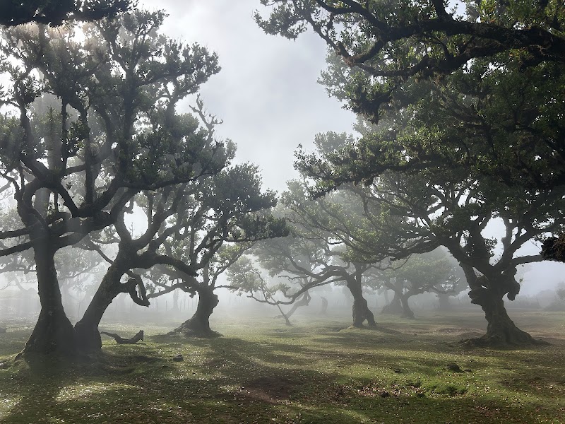 Fanal Forest / Madeira