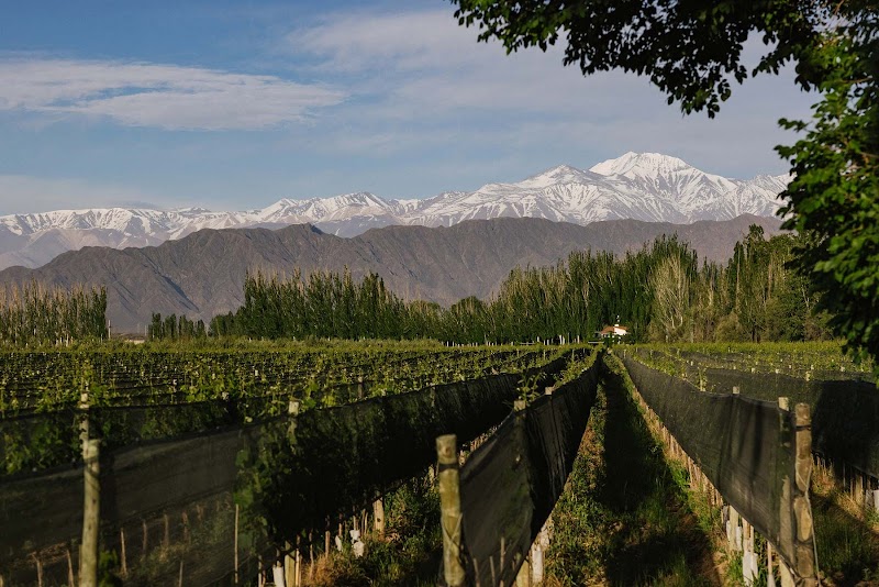 Finca Bandini / Mendoza