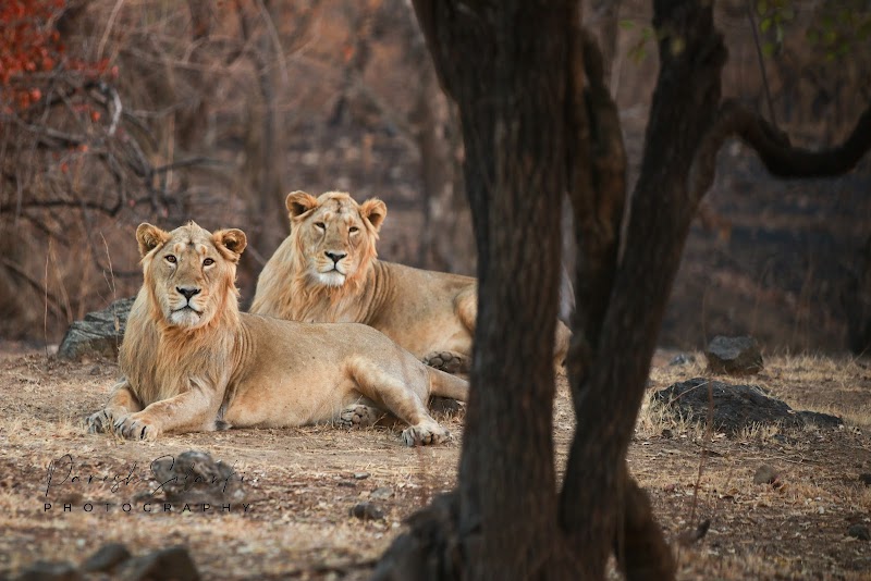 Gir National Park / Gujarat Place mentioned in saved reels