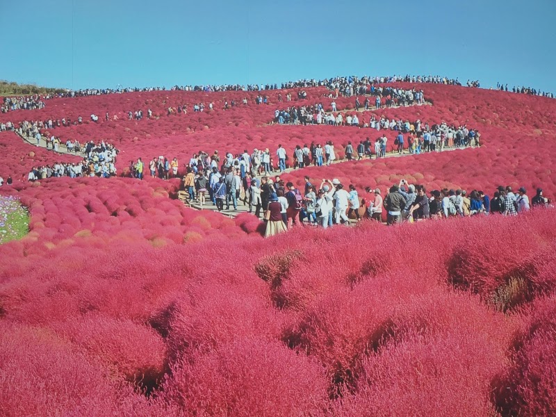 Hitachi Seaside Park / Japan Place mentioned in saved reels