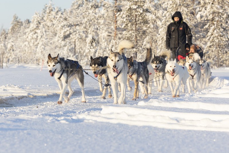 Husky Park / Rovaniemi Place mentioned in saved reels