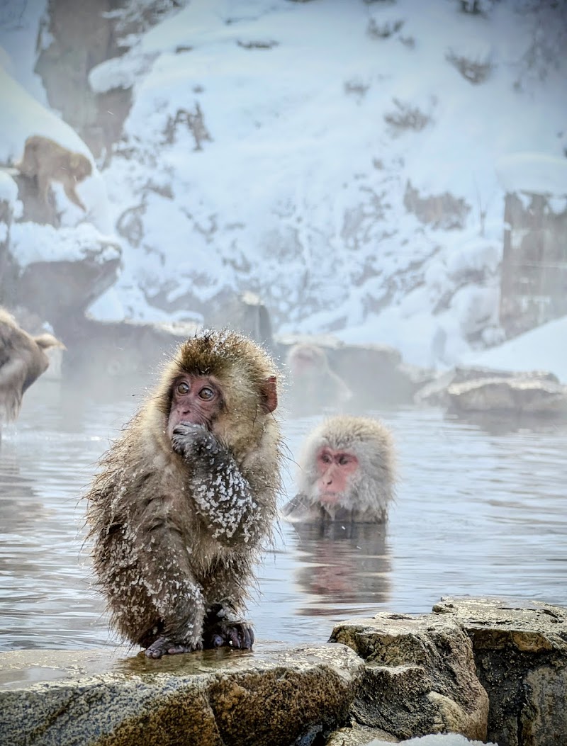 Jigokudani Monkey Park / Nagano Place mentioned in saved reels