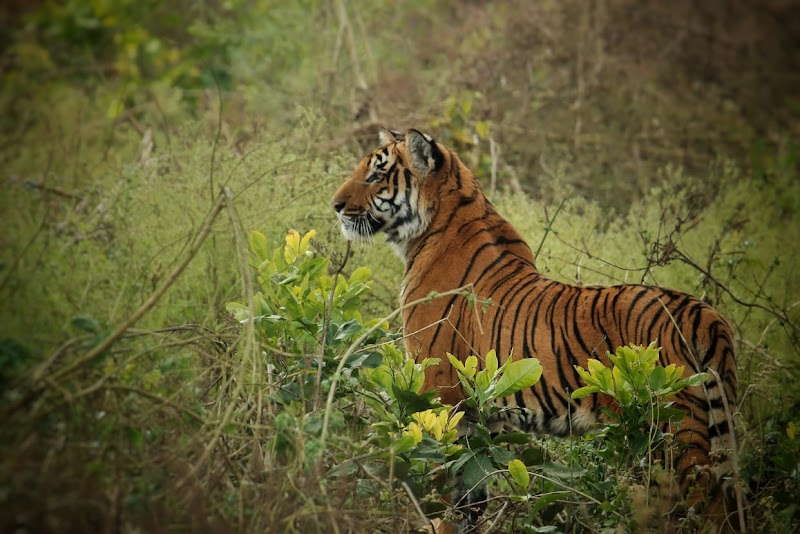 Jim Corbett National Park / Uttarakhand Place mentioned in saved reels