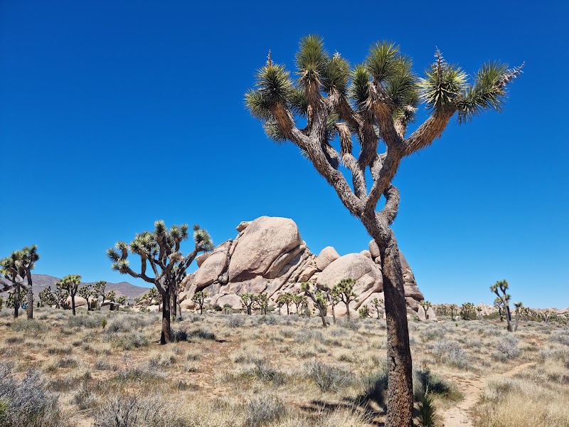 Joshua Tree National Park / California
