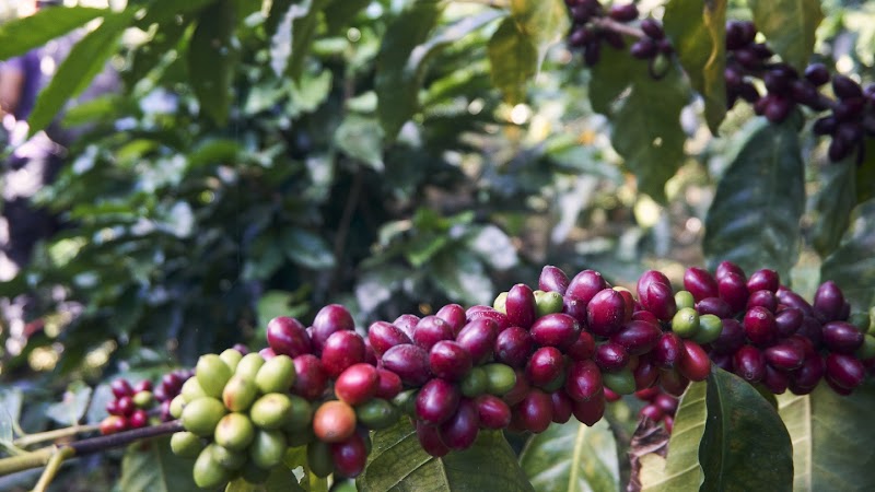 KAVA coffee roasters / Salzburg