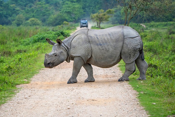 Kaziranga National Park / Assam Place mentioned in saved reels