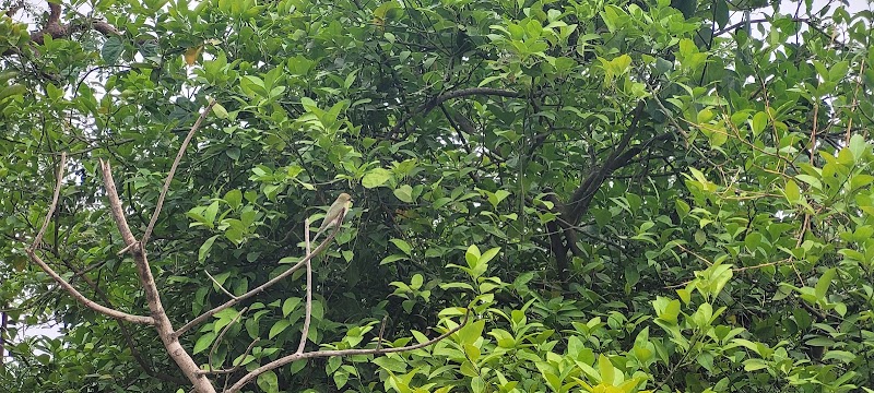 Kyari Village Place mentioned in saved reels