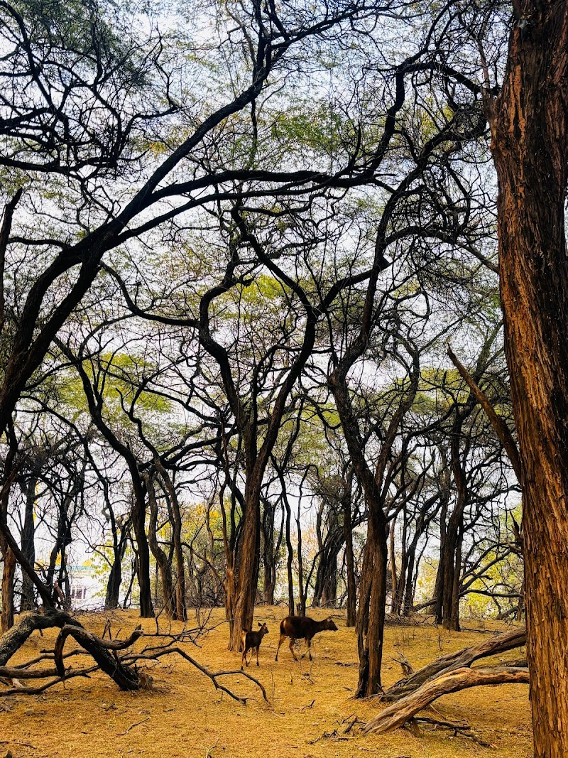 Lake Reserve Forest Natural Trail / Chandigarh