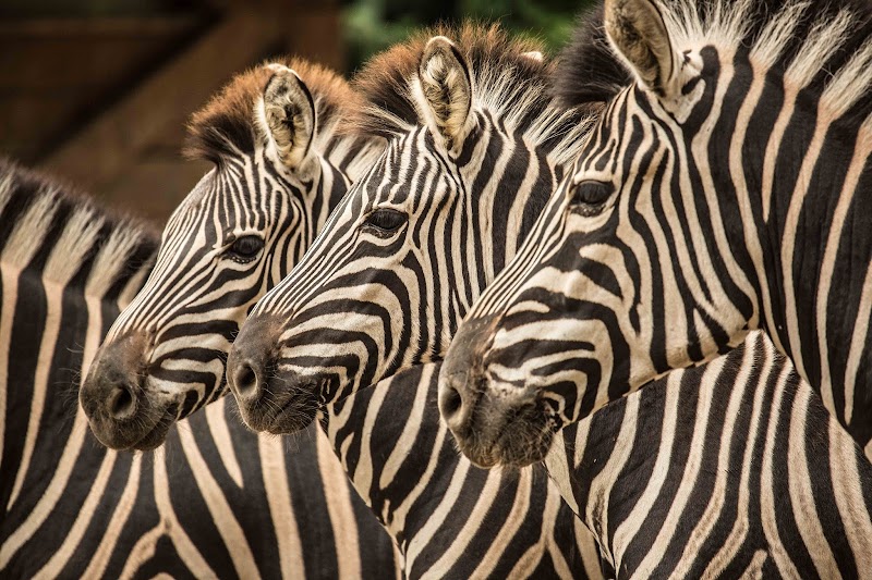 Ljubljana Zoo / Ljubljana Place mentioned in saved reels