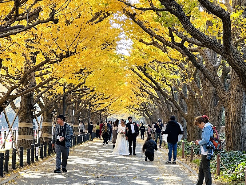 Meiji Jingu Gaien Ginkgo Avenue / Harajuku