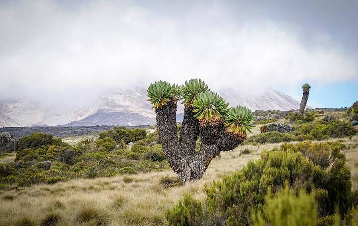 Mount Kilimanjaro / Tanzania