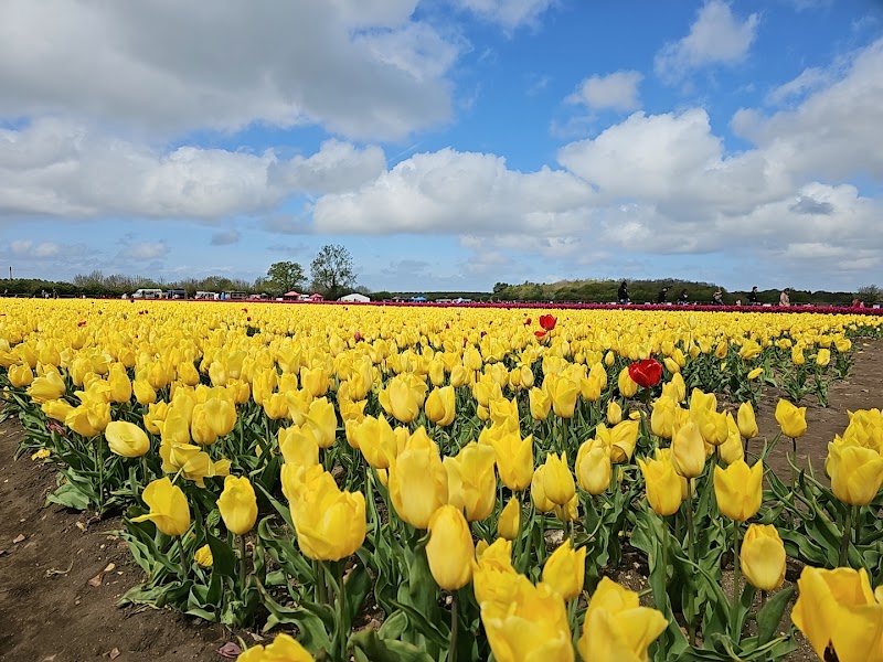 Norfolk Tulips / Norfolk Place mentioned in saved reels