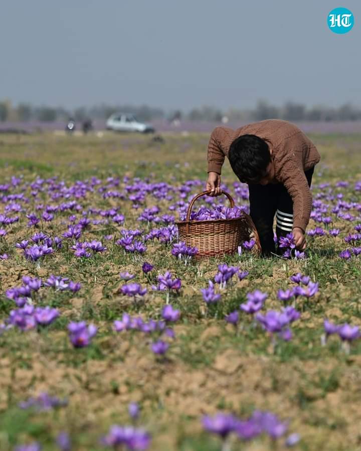Pampore / Jammu and Kashmir