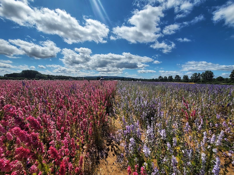 Pershore Confetti Fields / Pershore Place mentioned in saved reels