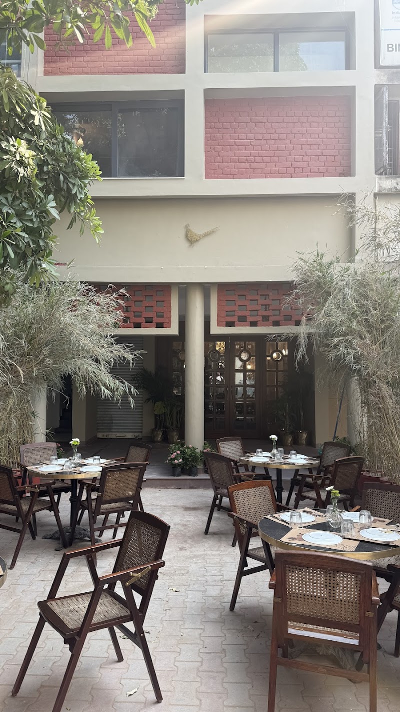 Pheasant / Chandigarh