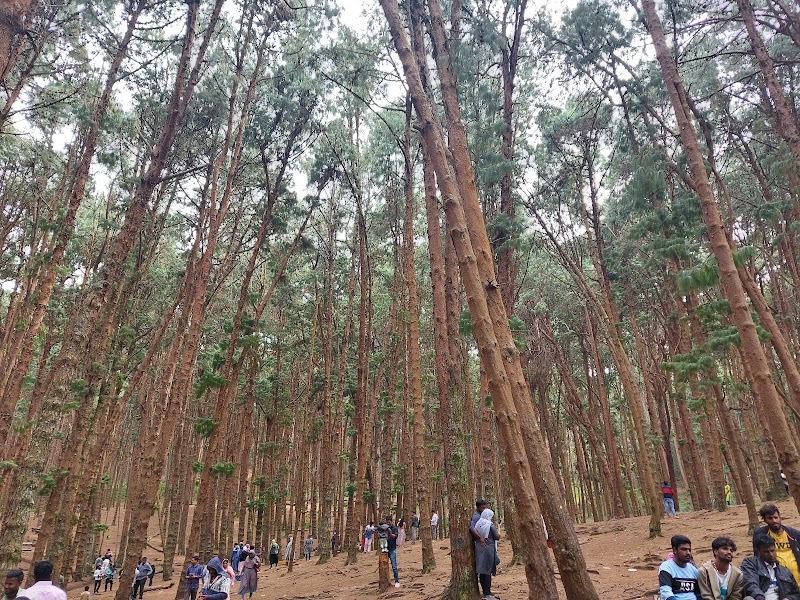 Pine Forest / Kodaikanal