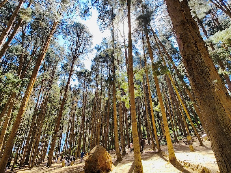 Pine forest / Ooty Place mentioned in saved reels