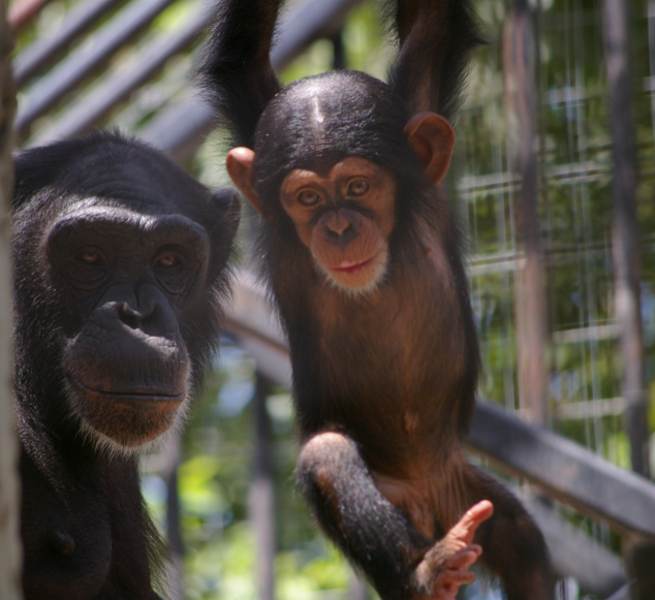 Primate / Sant Antoni