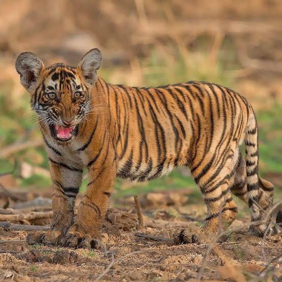 Ranthambore National Park / Rajasthan Place mentioned in saved reels