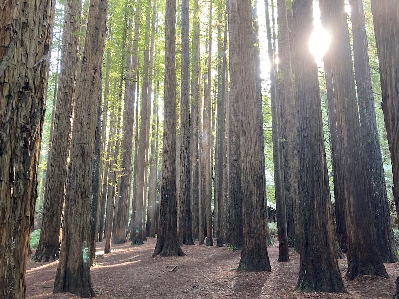 Redwood Forest / Great Ocean Road Place mentioned in saved reels