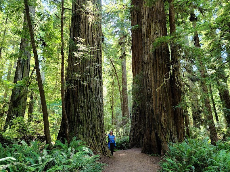 Redwood National Park / California