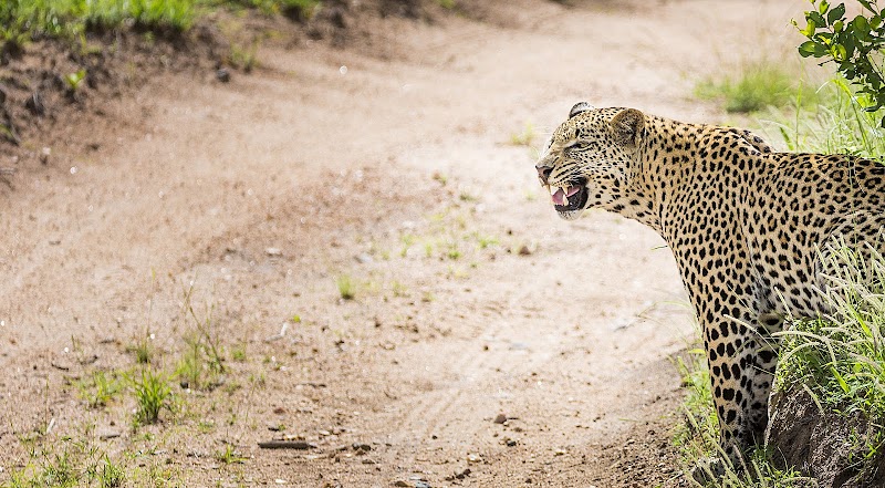 Sabi Sands / South Africa