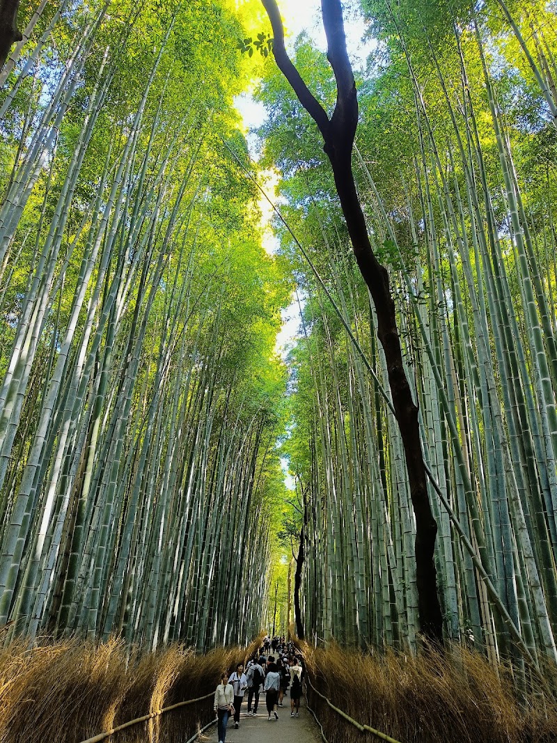Sagano Bamboo Forest / Japan