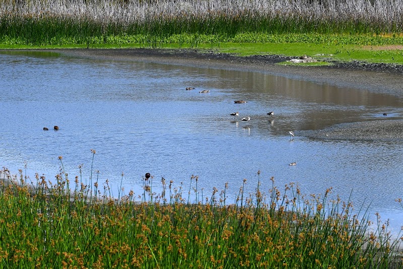 San Joaquin Marsh / Irvine
