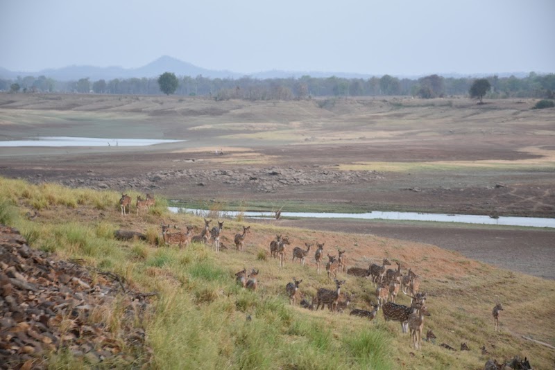 Satpura National Park / Madhya Pradesh Place mentioned in saved reels