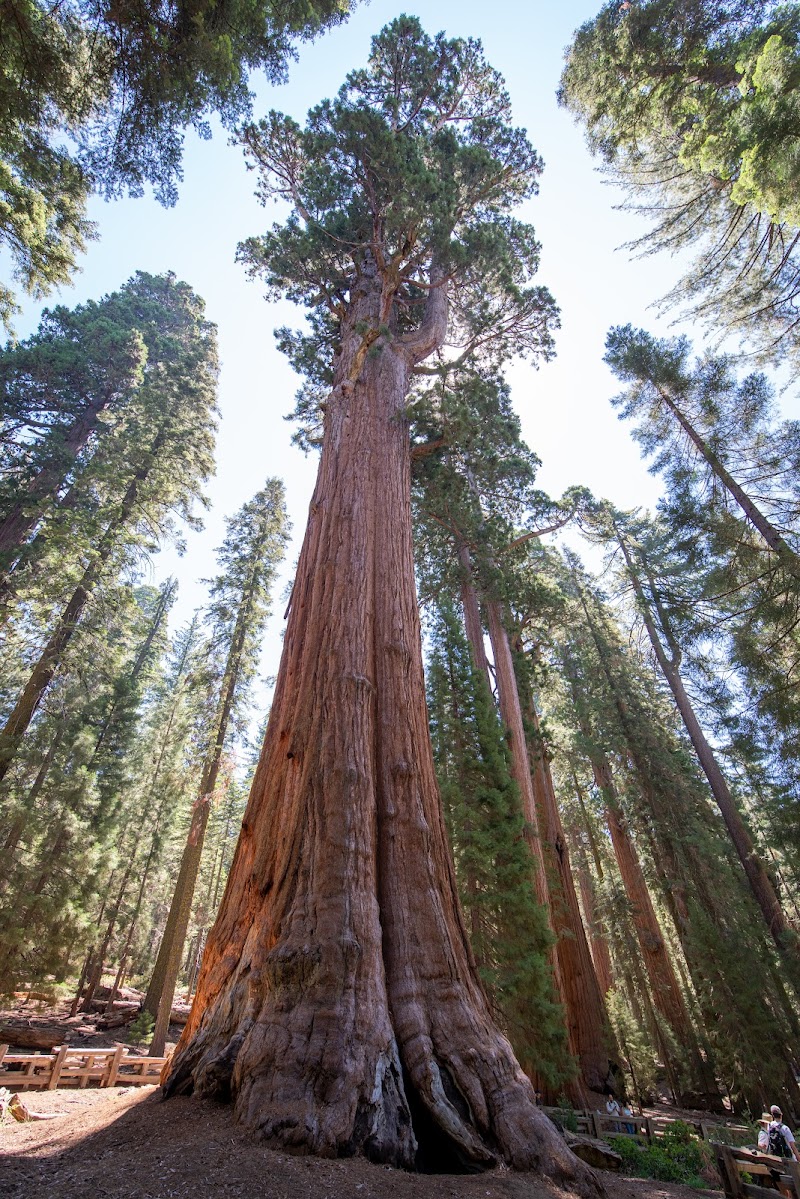Sequoia National Park / California Place mentioned in saved reels