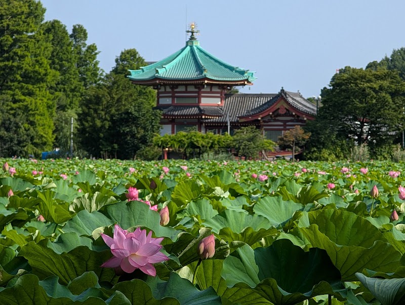 Shinobazu Pond / Ueno