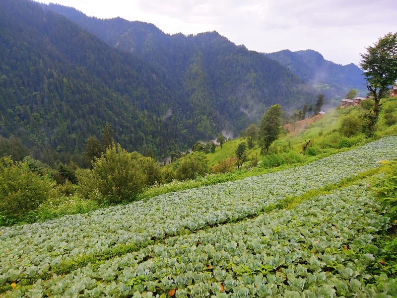 Shoja / Himachal Pradesh Place mentioned in saved reels