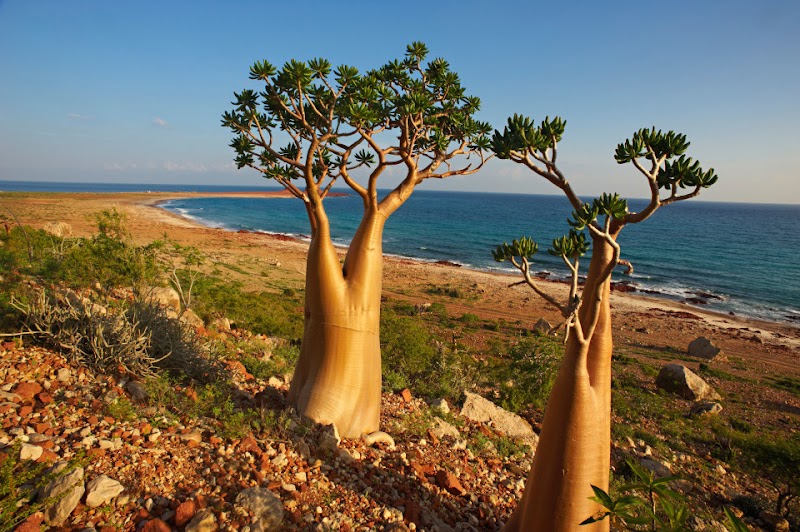 Socotra / Yemen Place mentioned in saved reels