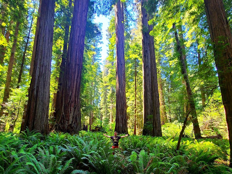 Stout Memorial Grove / Redwood National Park Place mentioned in saved reels