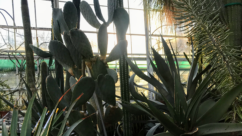 Sukkulenten-Sammlung / Zürich