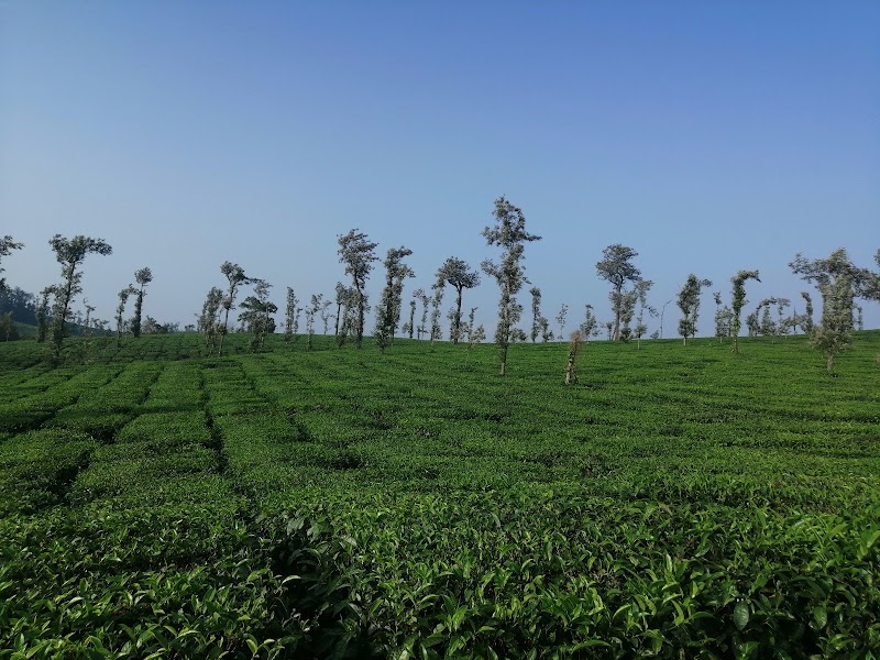 Tea plantation / Kodagu
