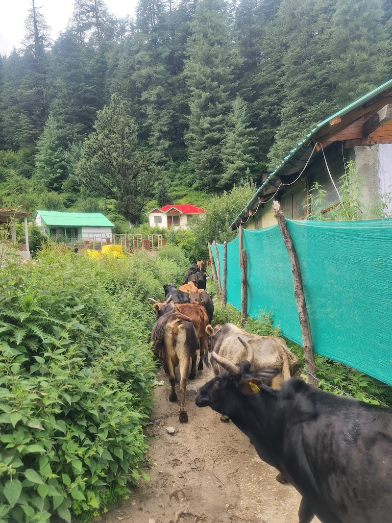 Tulga / Himachal Pradesh